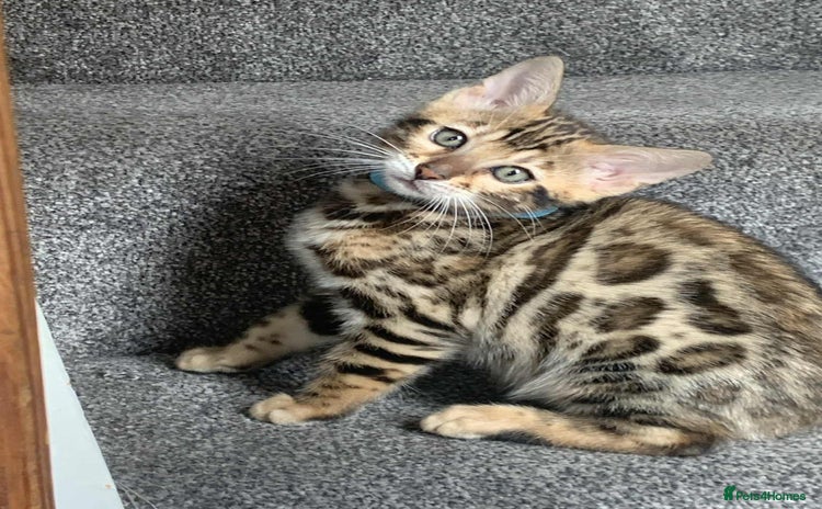 Bengal cats - Advert 3