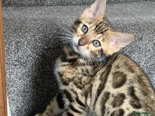 Bengal cats - Advert 9