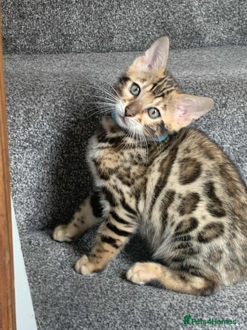 Bengal cats - Advert 1