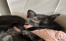 Mixed Breed cats for sale: Stunning litter of 7 kittens - Image 6