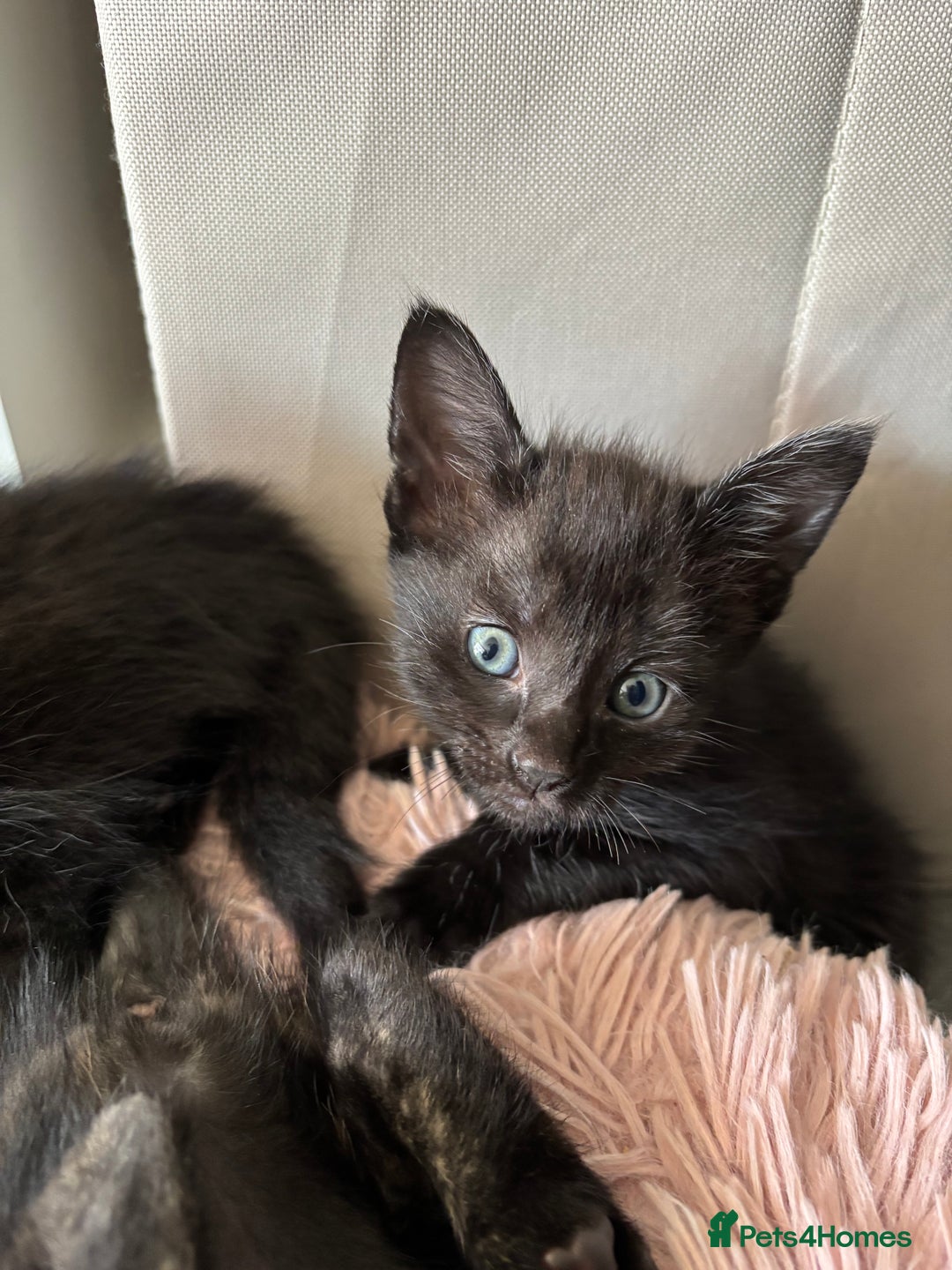 Mixed Breed cats for sale: Stunning litter of 7 kittens - Image 6