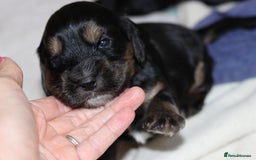 Cockapoo dogs for sale: Beautiful, Rare Cockapoo Puppies – Ready 17th Nov - Image 11