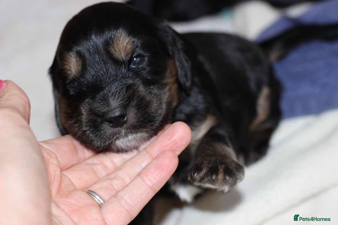 Cockapoo dogs for sale: Beautiful, Rare Cockapoo Puppies – Ready 17th Nov - Image 11