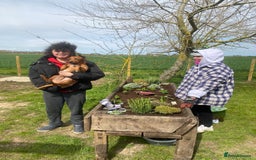 Patterdale Terrier dogs for sale: 7 Year Old Male Patterdale  - Image 6