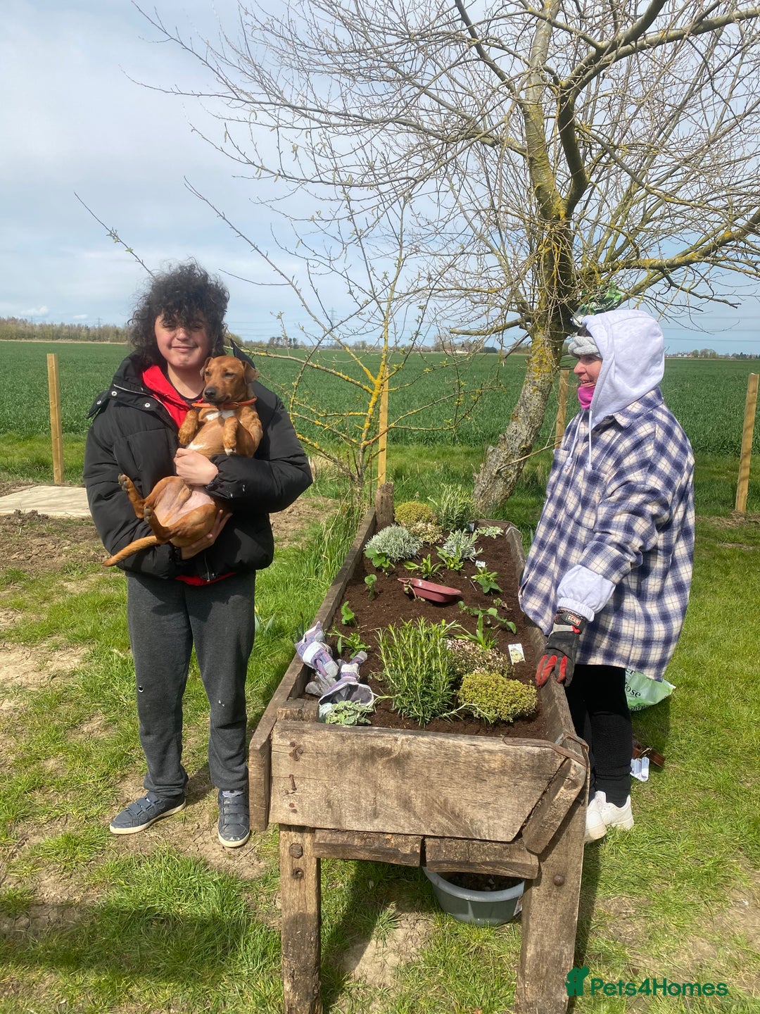 Patterdale Terrier dogs for sale: 7 Year Old Male Patterdale  - Image 6