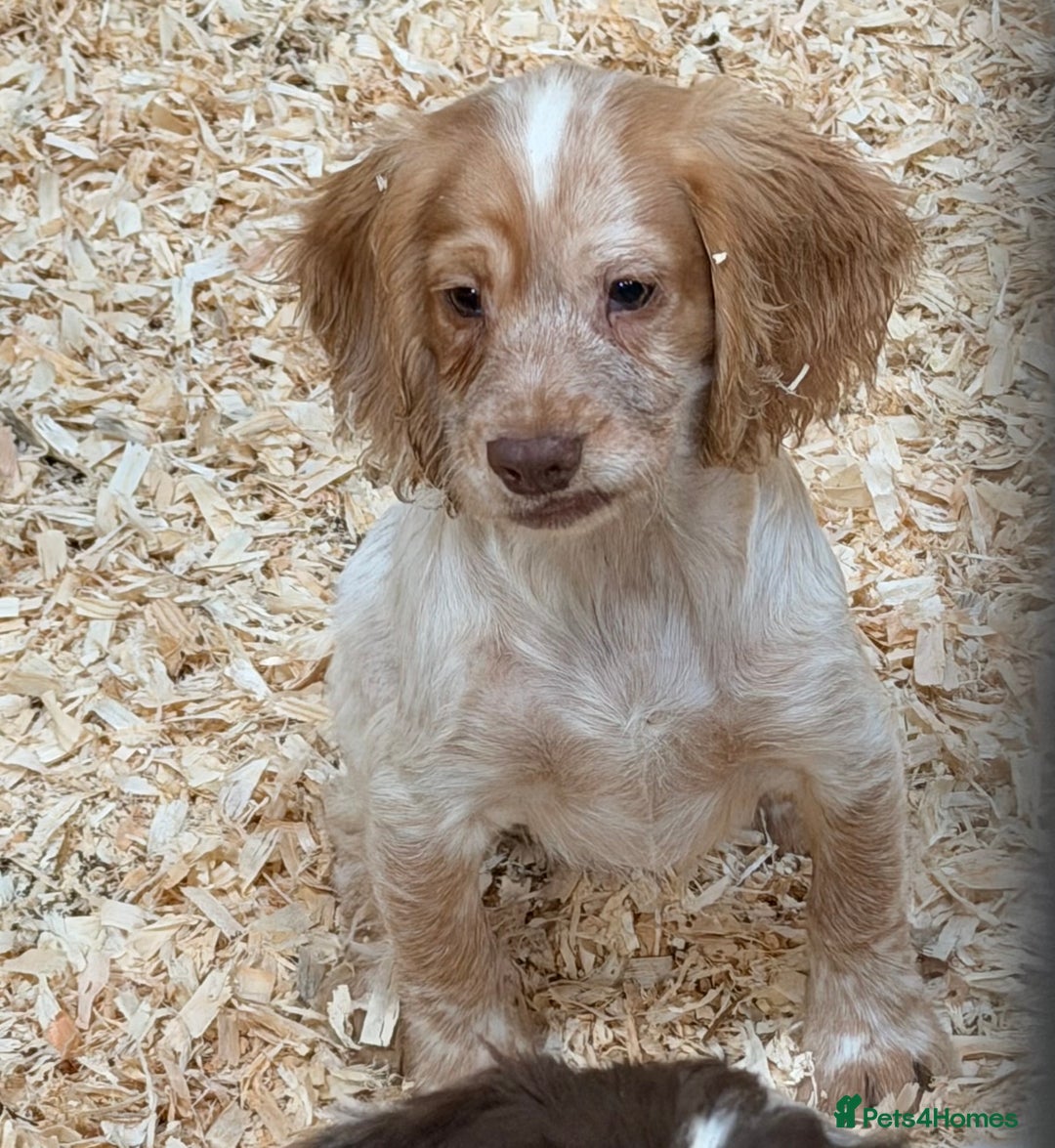 Sprocker dogs for sale: 4 Sprocker Spaniels  - Advert 12