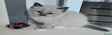Ragdoll Kitten 2