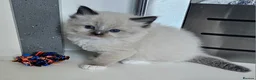 Ragdoll cats for sale: 5 Star licence held, Stunning GCCF reg kittens  - Advert 7