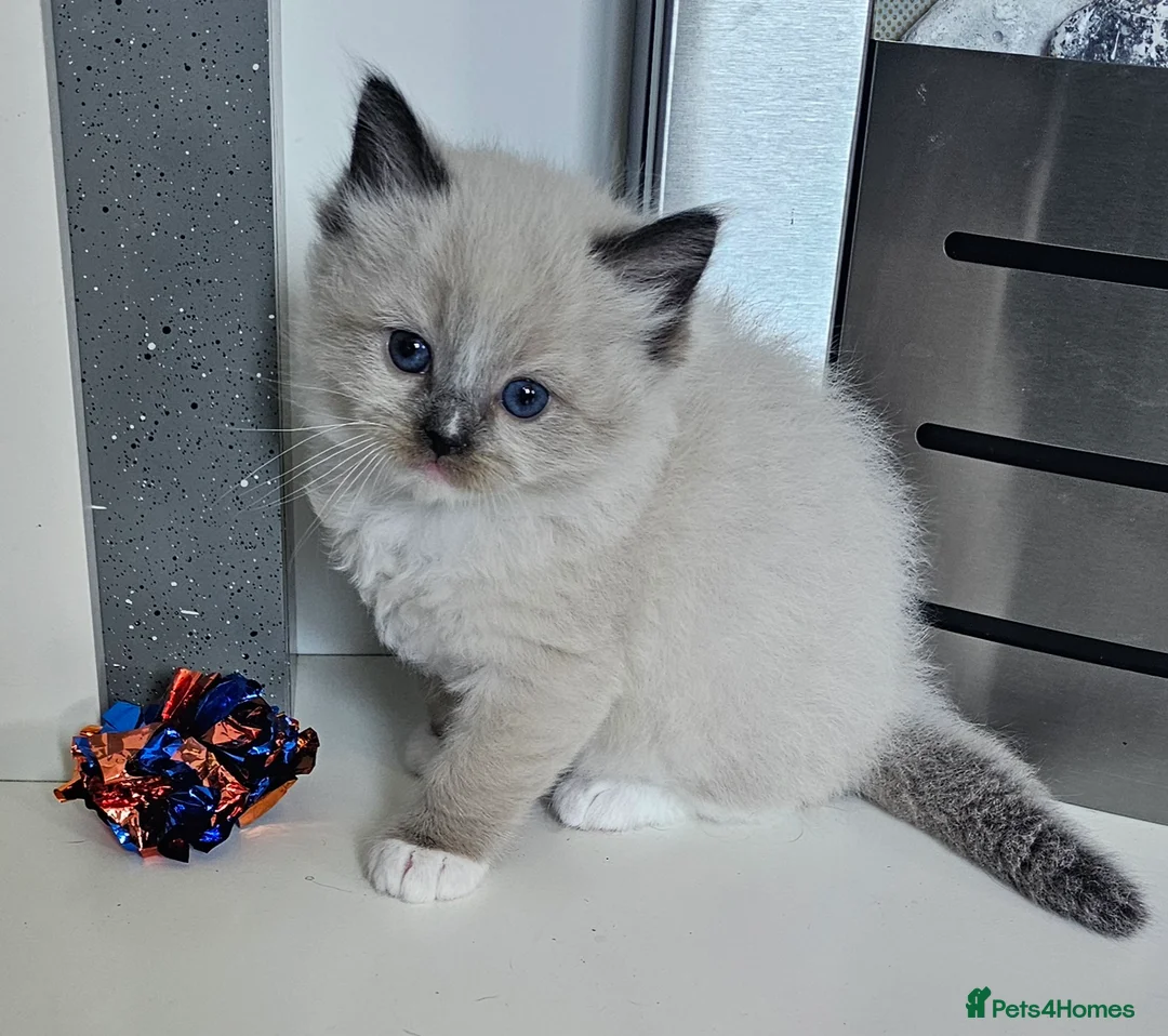 Ragdoll cats for sale: 5 Star licence held, Stunning GCCF reg kittens  - Advert 7