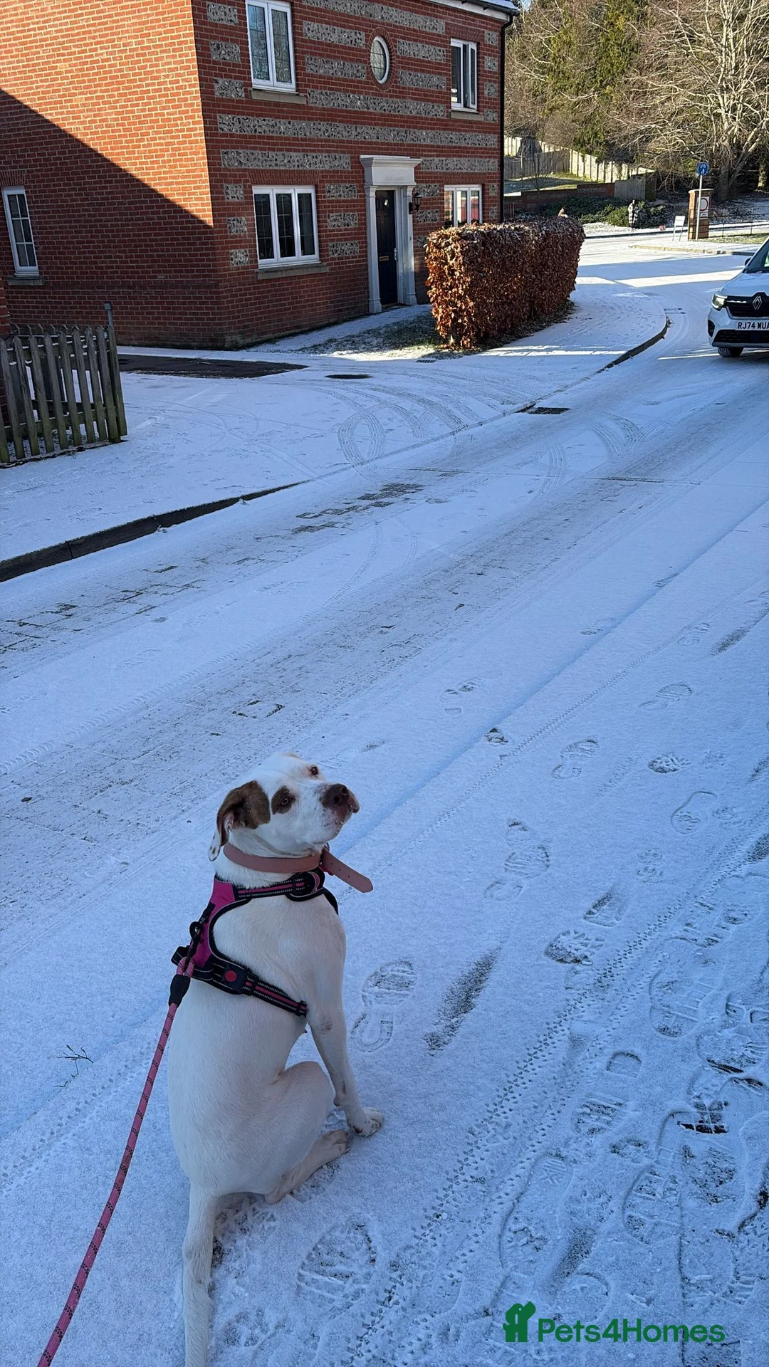 Mixed Breed dogs for sale: Staffy mixed breed - Advert 2