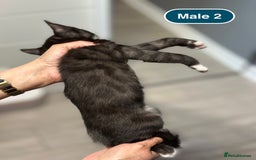 Bengal cats for sale: Gorgeous Bengal X Kittens!! - Image 18