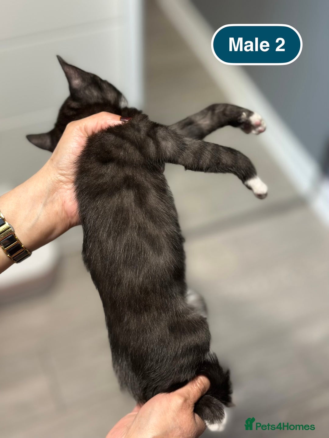 Bengal cats for sale: Gorgeous Bengal X Kittens!! - Image 18