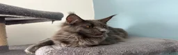 Maine Coon cats for sale: Maine Coon Kittens – 4 Available !!! - Advert 12