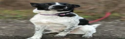 Mixed Breed dogs for adoption: 💙🐶 LEVKO – THE DOG WHO HAS ALL HOME PET HABITS in Burton-on-Trent - Advert 10