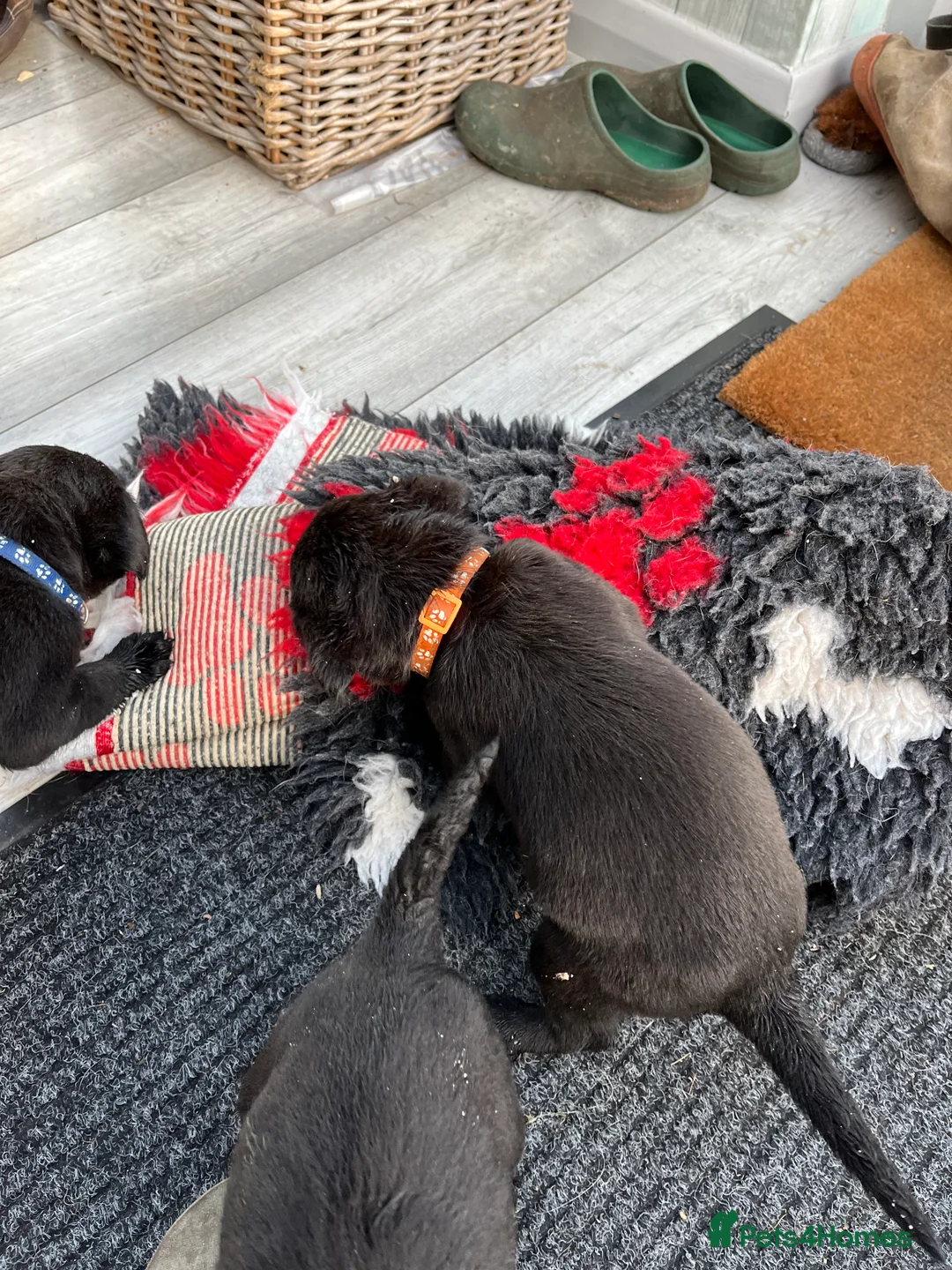 Labrador Retriever dogs for sale: Beautiful black Labrador puppies  - Advert 5