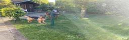 German Shepherd dogs for sale: German Shepherds – Loving Home Needed - Advert 6