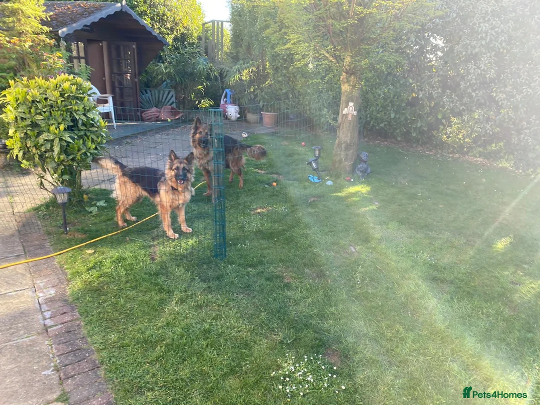 German Shepherd dogs for sale: German Shepherds – Loving Home Needed - Advert 6