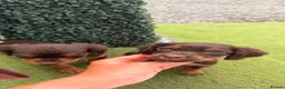 Cocker Spaniel dogs for sale: Cocker Spaniel (working type) - Advert 4