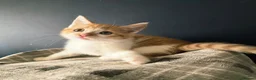 Mixed Breed cats for sale: Ready 5kittens raised with dogs and children - Advert 9