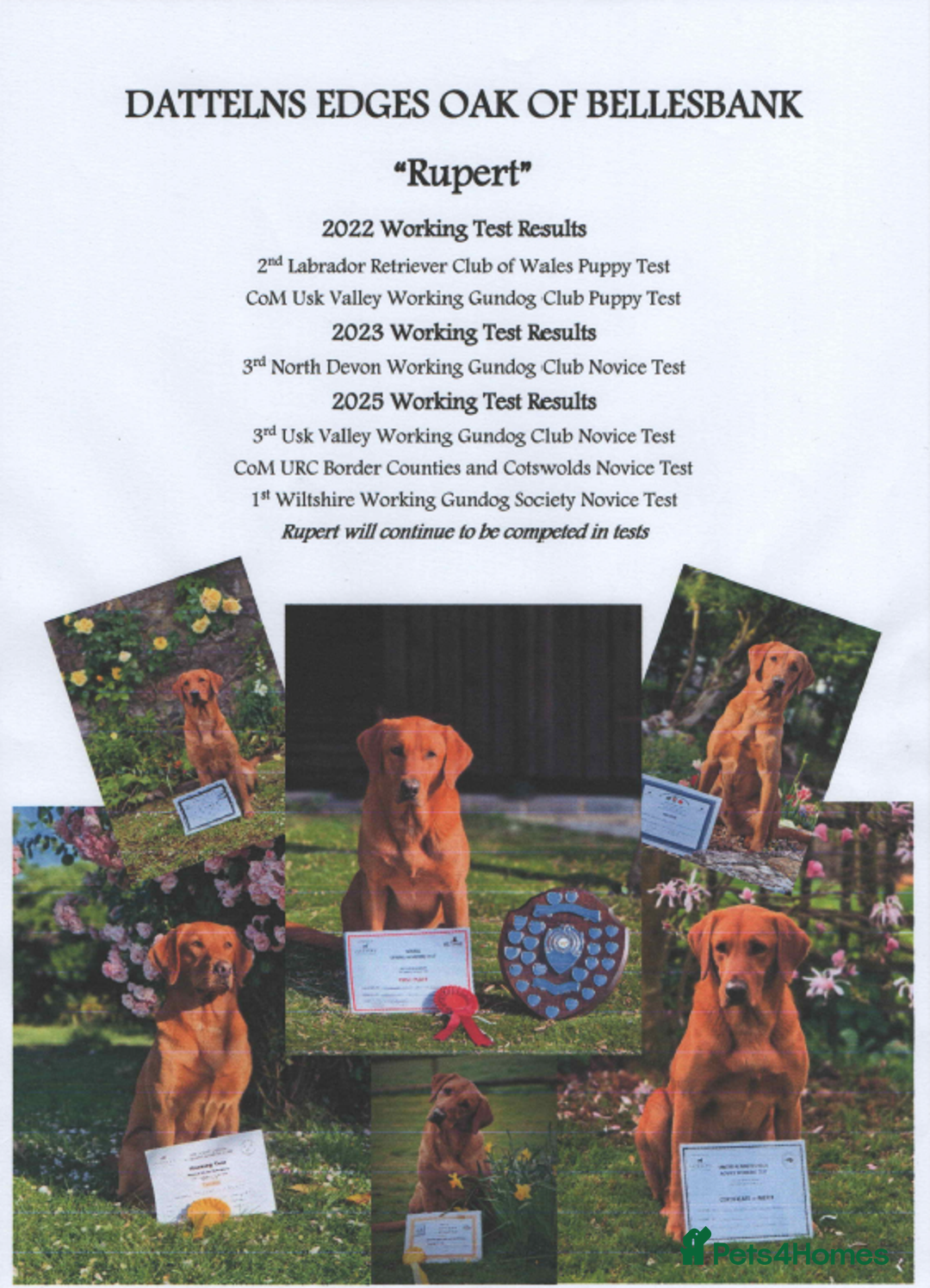 Labrador Retriever dogs for sale: KC Registered Fox Red Labrador Puppies - Image 1