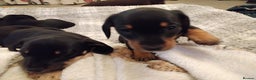 Miniature Dachshund dogs for sale: Miniature dachshund puppies - Advert 12