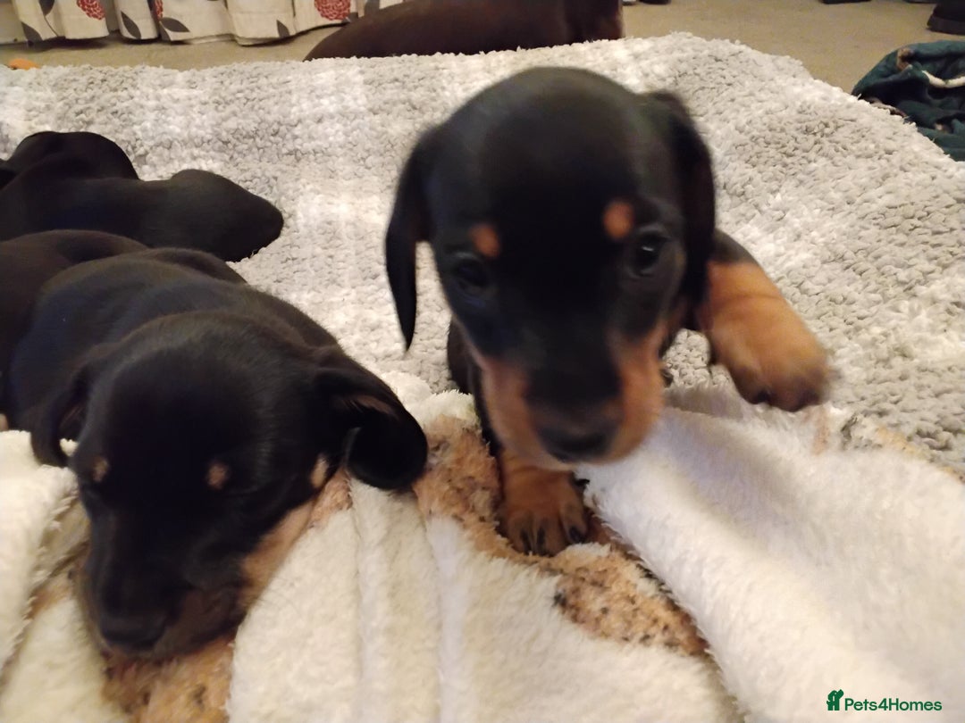 Miniature Dachshund dogs for sale: Miniature dachshund puppies - Advert 12