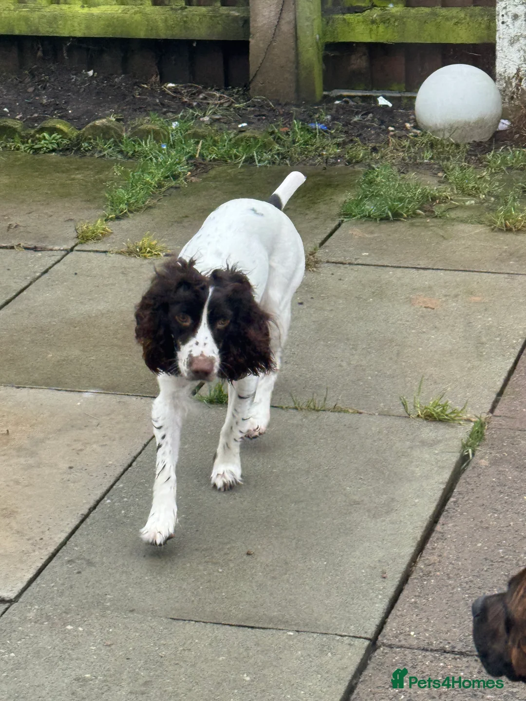 English Springer Spaniel dogs for sale: Female Springer Spaniel - Advert 6