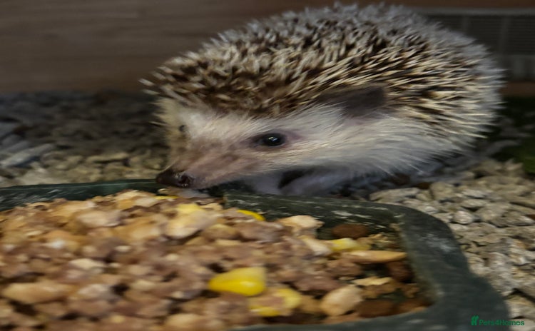 Pygmy Hedgehog rodents - Advert 1