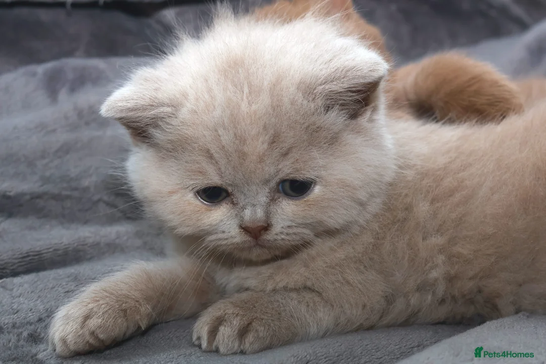 British Shorthair cats for sale: Cinnamon, Lilac & Ginger TICA Reg - Advert 3