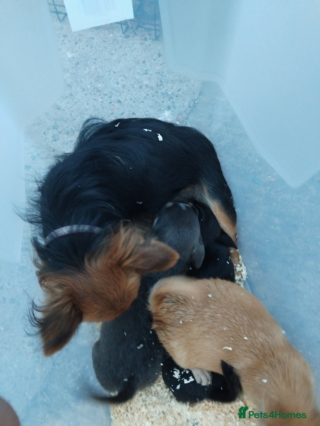 Chihuahua dogs for sale: 3 beautiful chihuahua puppies - Image 17