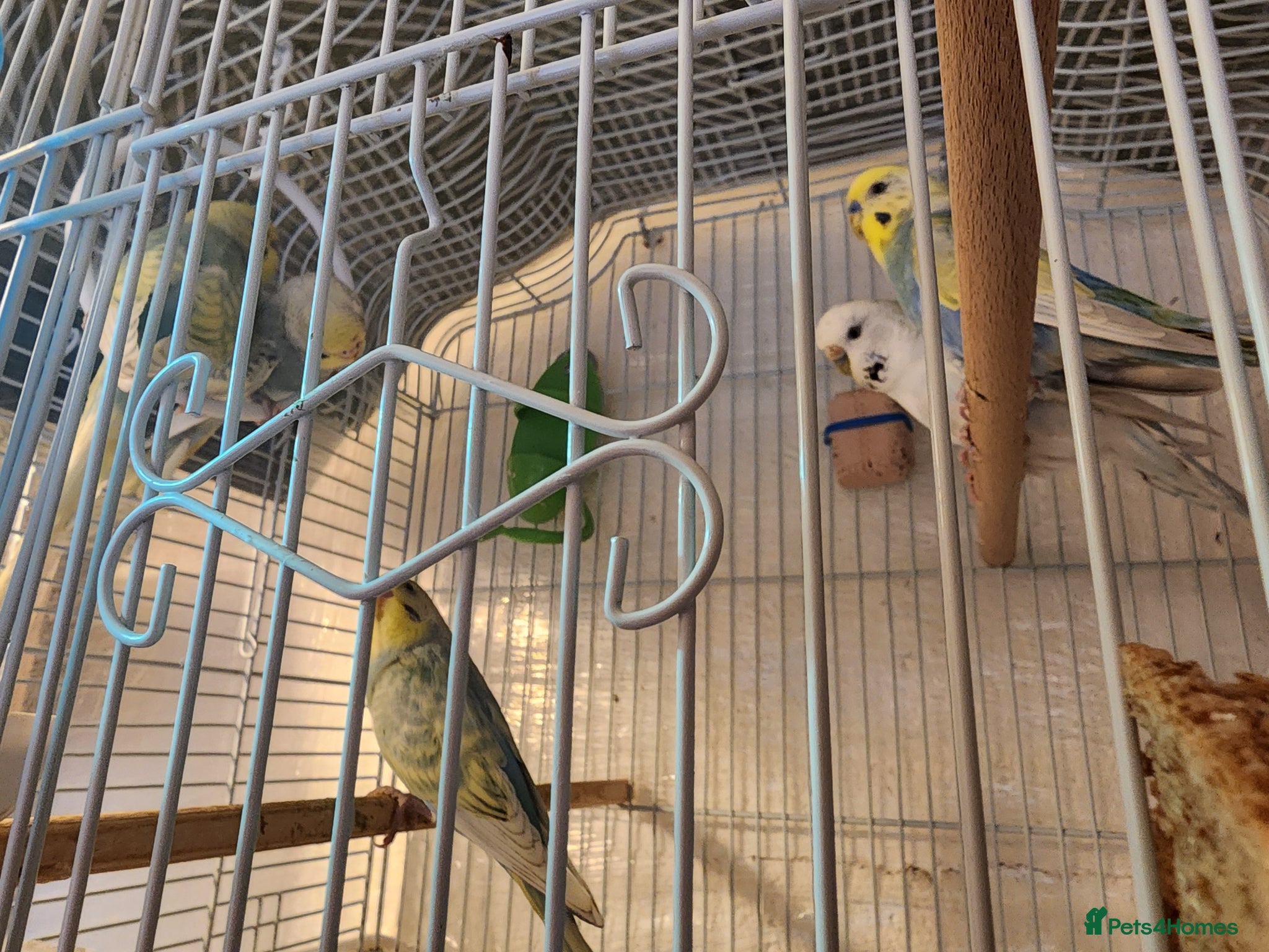 Budgerigars birds Budgies - Advert 1