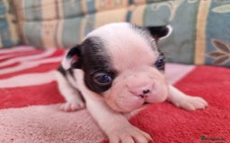Boston Terrier dogs for sale: Beautiful Boston Terriers pups - Image 13