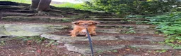Kokoni dogs for sale: STUD  in Sunderland - Advert 1