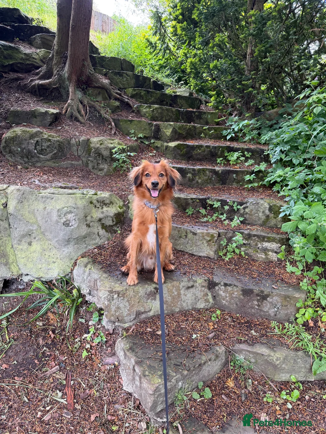 Kokoni dogs for sale: STUD  in Sunderland - Advert 1