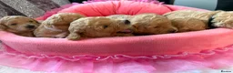 Maltipoo dogs for sale: Stunning Red & Apricot Maltipoo Puppies - Advert 4