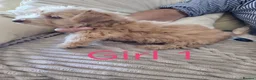 Norfolk Terrier dogs for sale: Norfolk Terrier Puppies  in Wellingborough - Advert 4