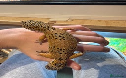 Leopard Gecko reptiles for sale: Breeding leopard gecko pair  - Advert 3