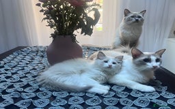 Ragdoll cats for sale: Stunning male Ragdoll kittens only 2 left - Image 3
