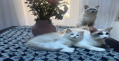 Ragdoll cats - Advert 8