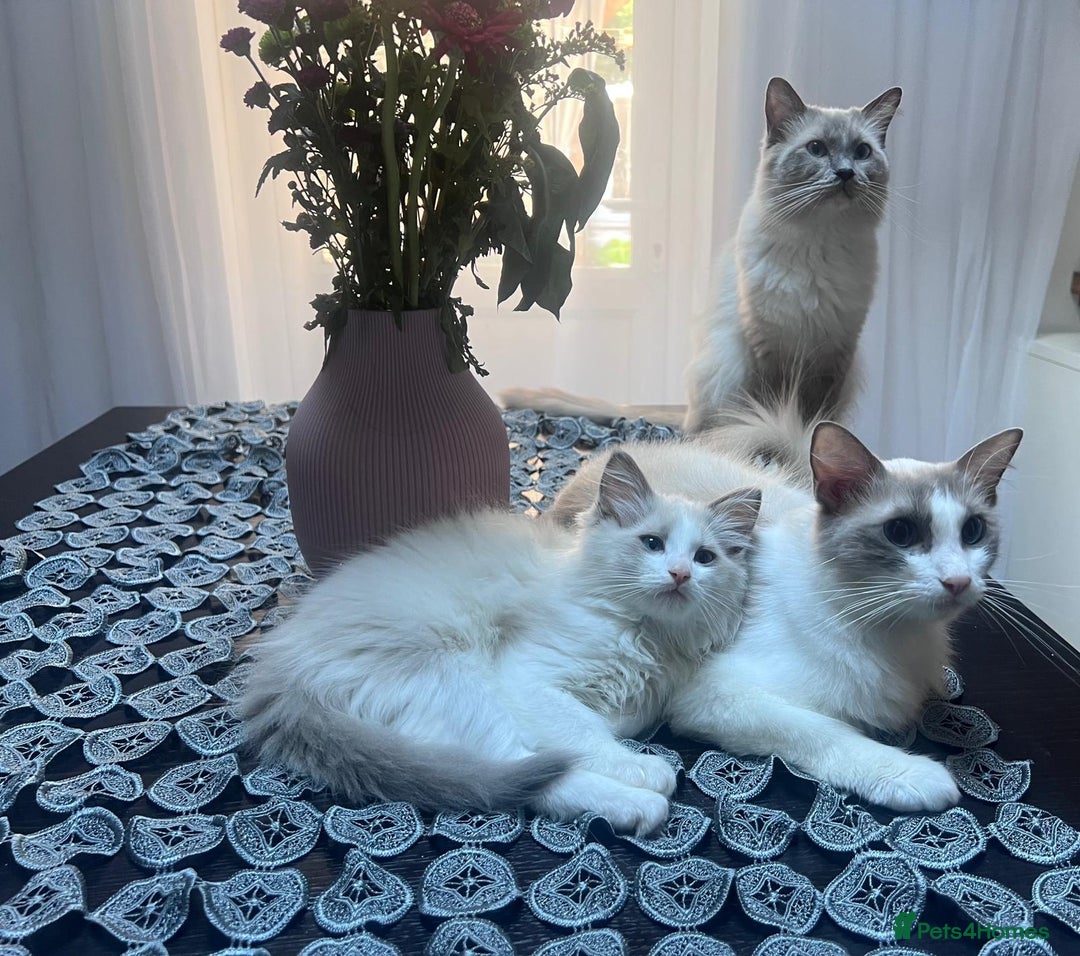 Ragdoll cats for sale: Stunning male Ragdoll kittens only 2 left - Image 3