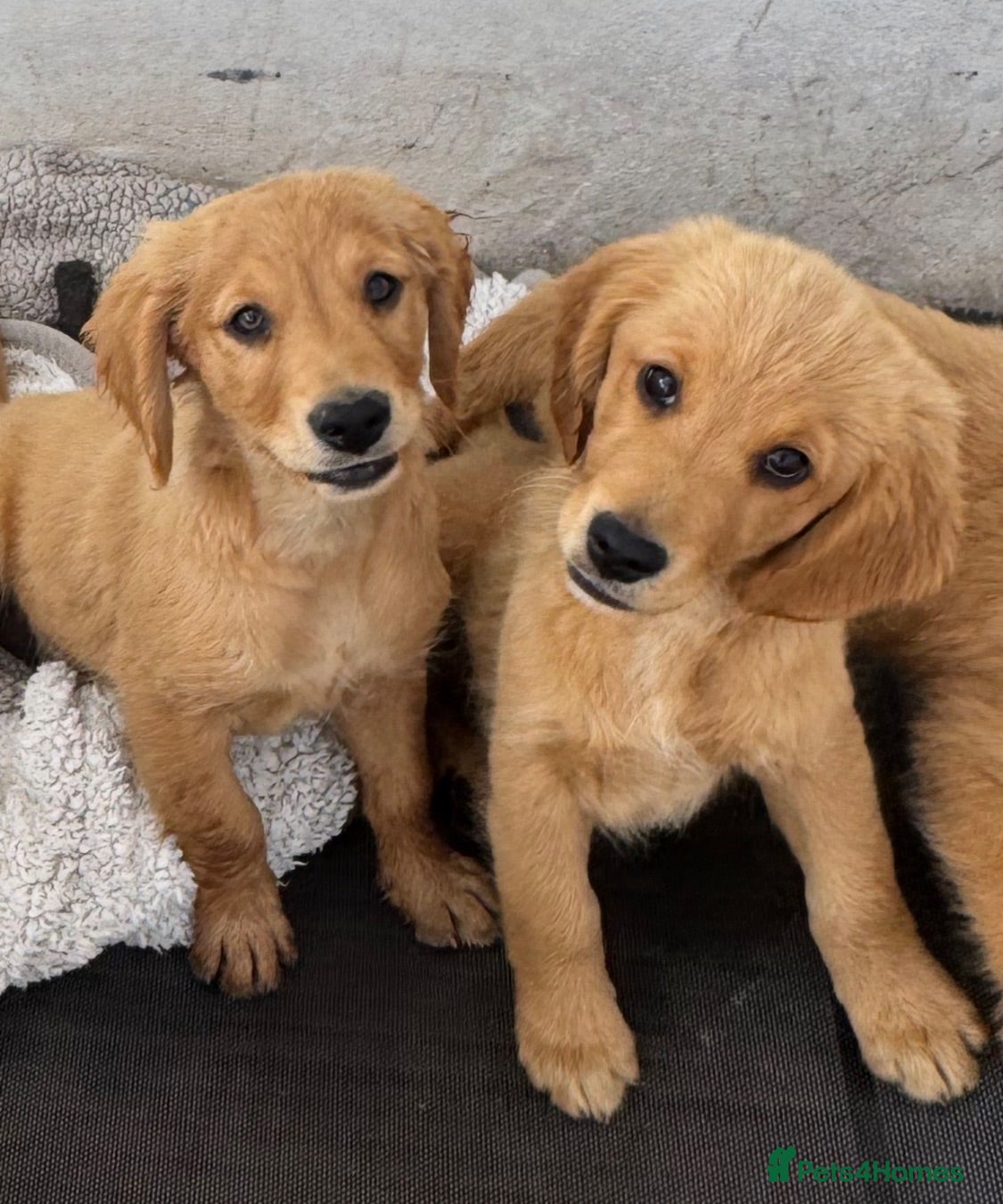 Golden Retriever dogs KC Healthy Golden Retriever Puppies - Advert 1