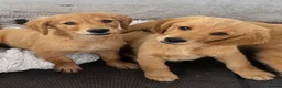 Golden Retriever dogs for sale: KC Healthy Golden Retriever Puppies - Advert 7