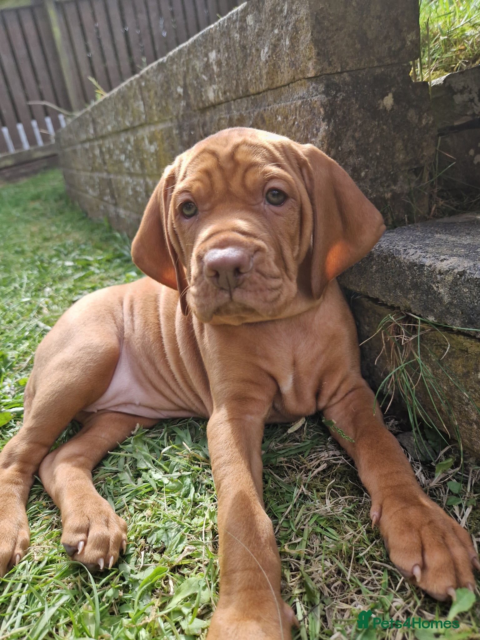 Hungarian Vizsla dogs Reduced vizsla KC puppies only 4 females left  - Advert 5