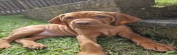 Hungarian Vizsla dogs for sale: READY TO LEAVE ,. 4 Beautiful girls left. - Advert 10