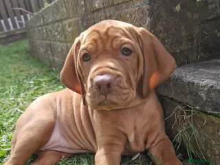 Hungarian Vizsla dogs READY TO LEAVE 13TH JUNE , Only 4 Beautiful girls - Advert 7