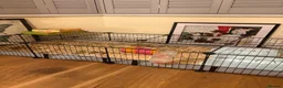 Guinea Pig rodents for sale: Beautiful bonded long haired boars  - Advert 2