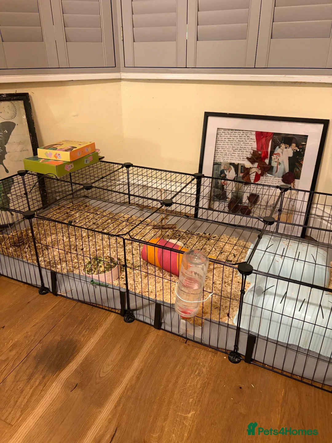 Guinea Pig rodents for sale: Beautiful bonded long haired boars  - Advert 2