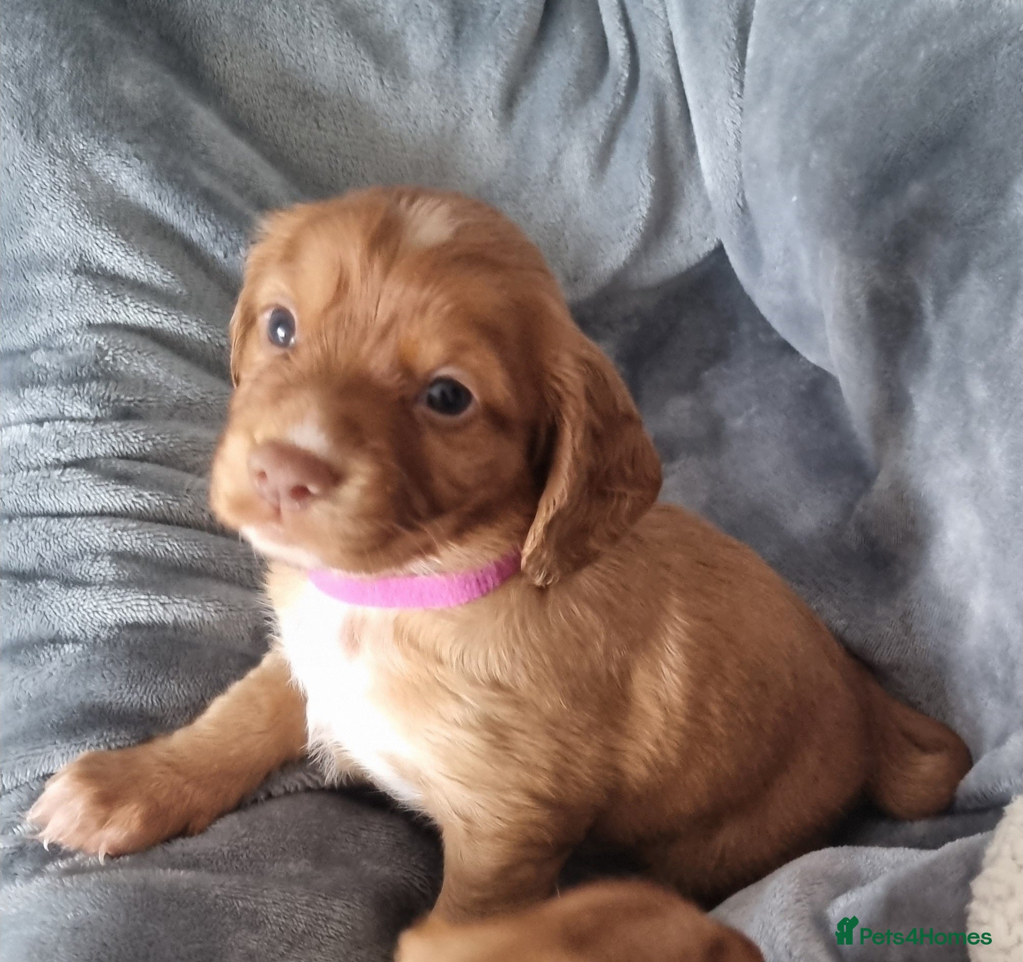 Cocker Spaniel dogs Adorable cocker spaniel puppies - Advert 2