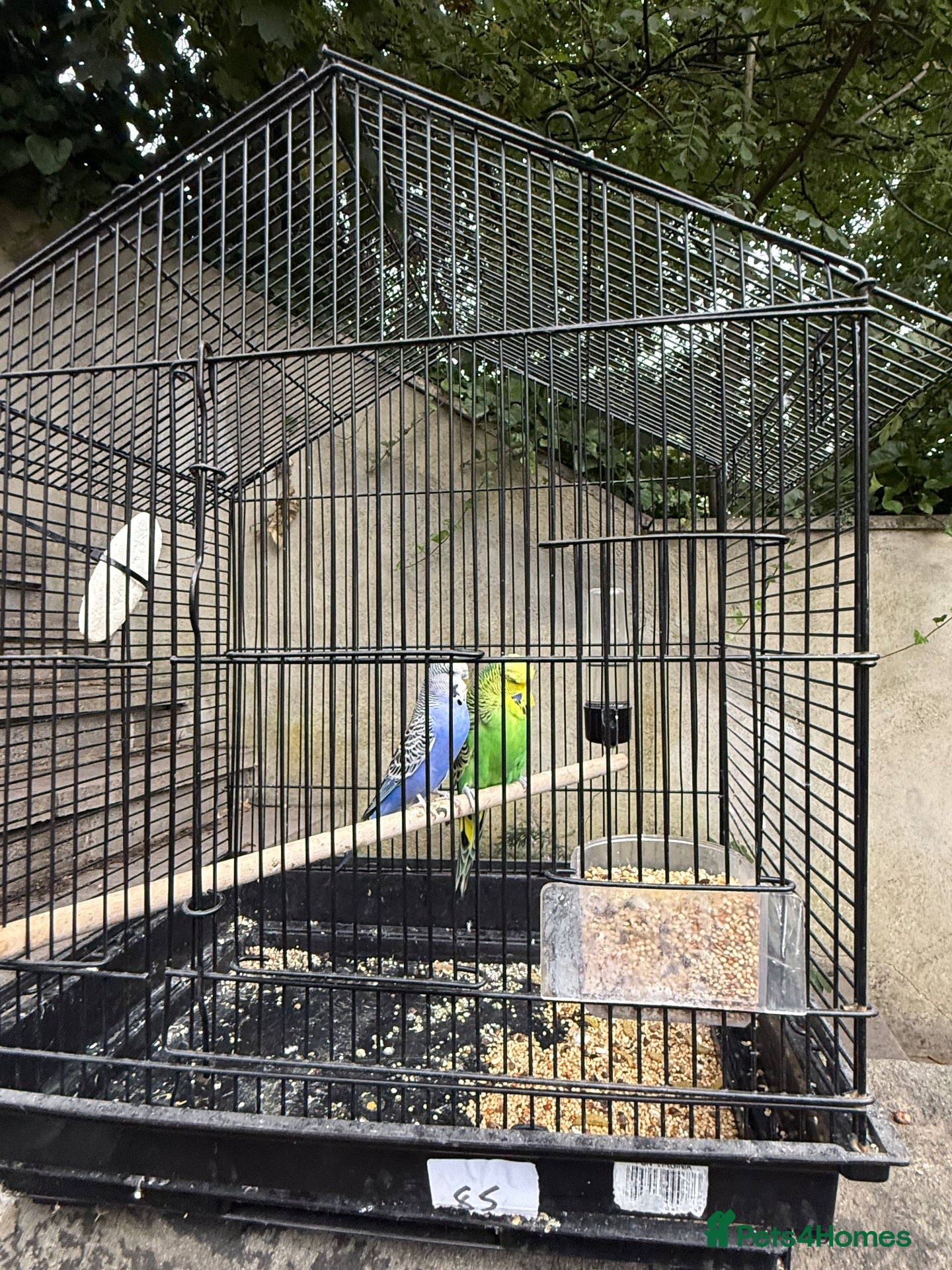 Budgerigars birds Pair of Budgies with Cage – £40 🐦 | - Advert 1