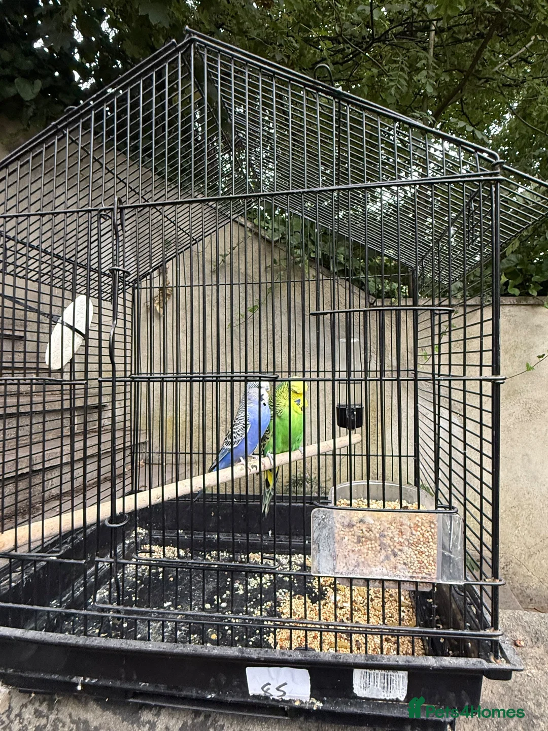 Budgerigars birds for sale: Pair of Budgies with Cage – £40 🐦 | in Leeds - Advert 1